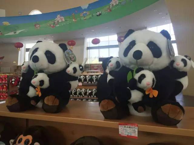 大熊猫来啦!鄂尔多斯全城迎接七巧,七喜!(附熊