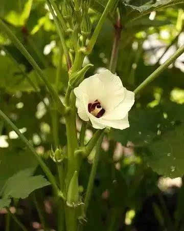 蔬菜 你可能还没见过它开花的样子