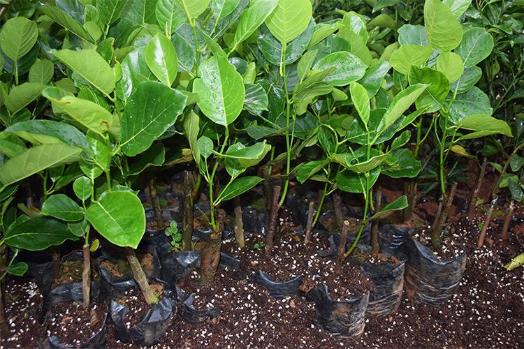 木菠萝苗 果苗 嫁接苗马来西亚一号黄肉 菠萝蜜苗树苗