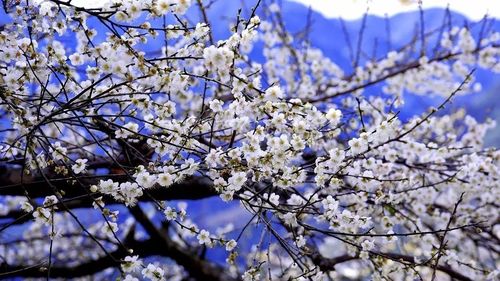 开平大沙梅花节