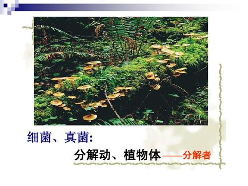 细菌,真菌: 分解动,植物体 ——分解者