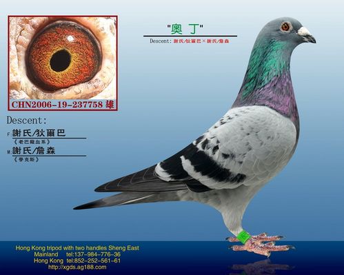 功勋种鸽/谢氏/狄尔巴配谢氏/詹森 保证金级 拍卖
