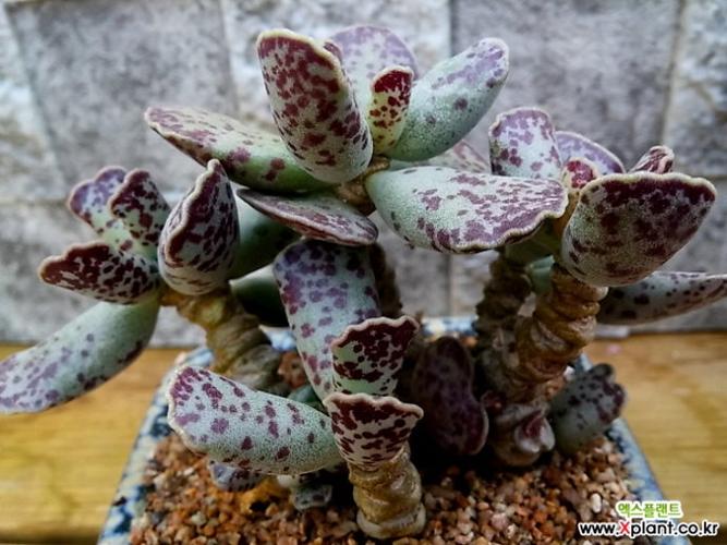 多肉植物库珀天锦章水泡