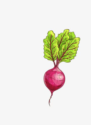 水萝卜叶子简笔画