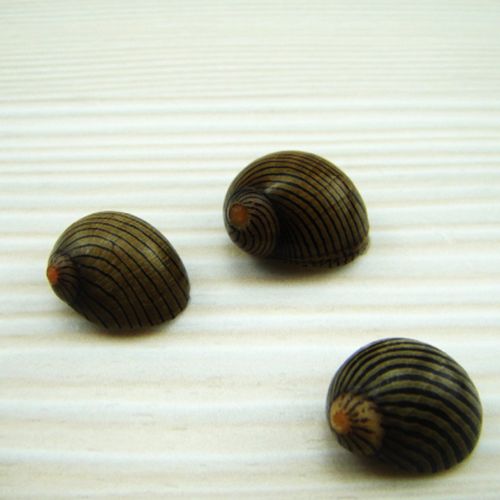 斑马螺 限时特卖
