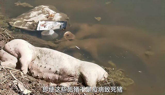 触目惊心黄河大堤内出现大量死猪会有什么危害