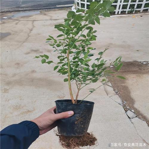 奥尼尔蓝莓苗品种介绍