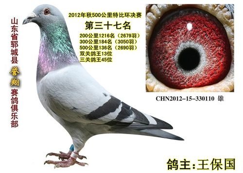 12年获奖鸽 - 山东小太阳鸽舍