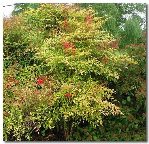 南天竹观叶花卉盆栽地栽红天竹观果会变色观赏竹子苗耐寒耐旱野生