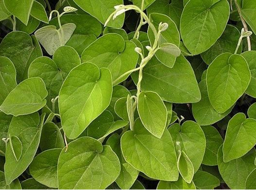 农村这种叫寻骨风的野草,能祛风止痛也能消肿,它药用价值很高