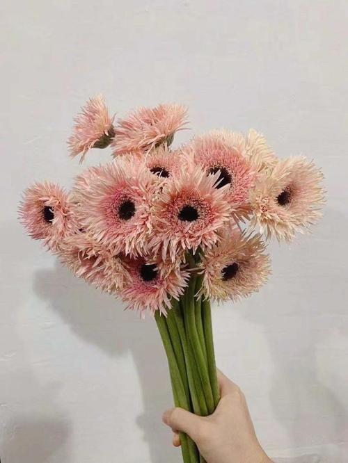 毛边拉丝扶郎弗朗鲜花速递上海同城江浙沪两扎包一扎起鲜花速递(同城)