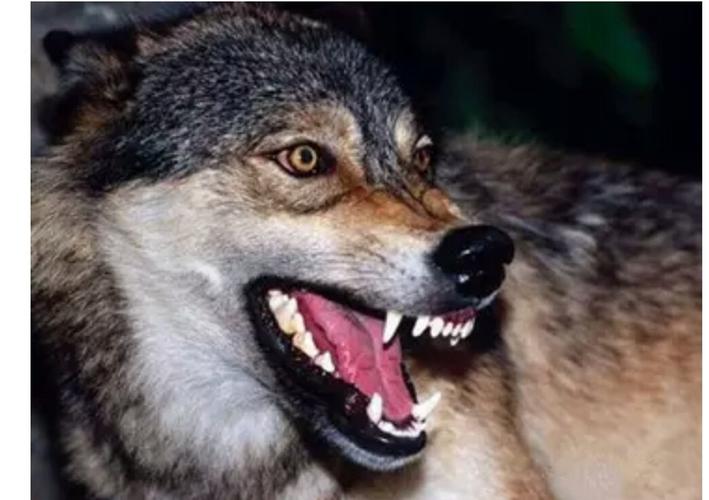 男人的狼性你有多少?