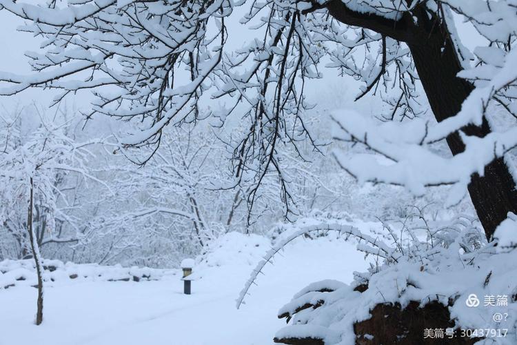 其它 下雪了 写美篇 2020年11月21日拍摄于晋城市吴王山