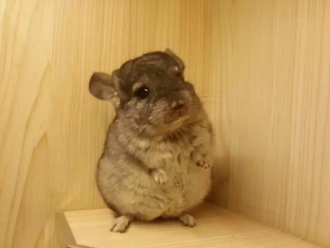 准备买一只龙猫养,新人求老手教怎么养龙猫?