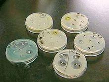 抗生素药敏试验