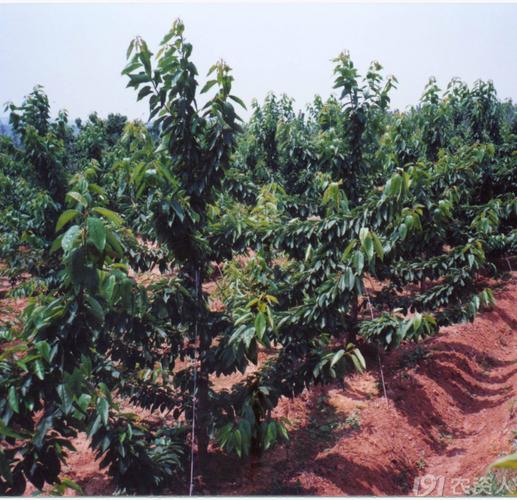 大樱桃纺锤树形培养与修剪技术