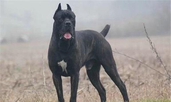 世界10大最凶猛的军犬,中国昆明犬成功上榜,你养过哪种?