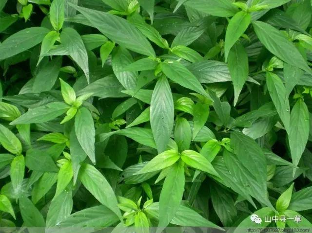 王灵仁,辣叶青药,尖惊药,天青菜,金钗草,项开口,蛇舌草,化痰青,四季青