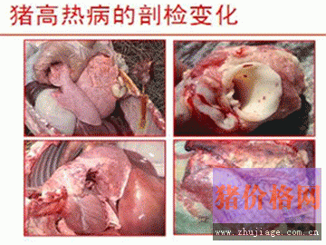 猪高热病的剖解