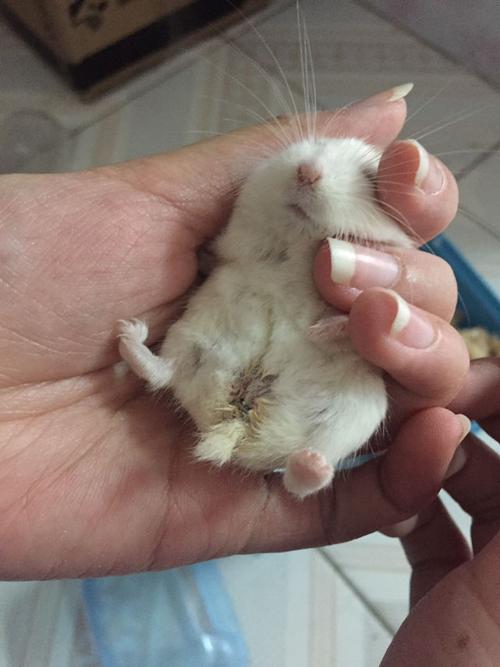 在冬天,不到一岁的仓鼠突然暴瘦又弓背,总是睡觉不怎么吃东西,屁股