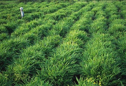 生姜怎么种植生姜种植新技术