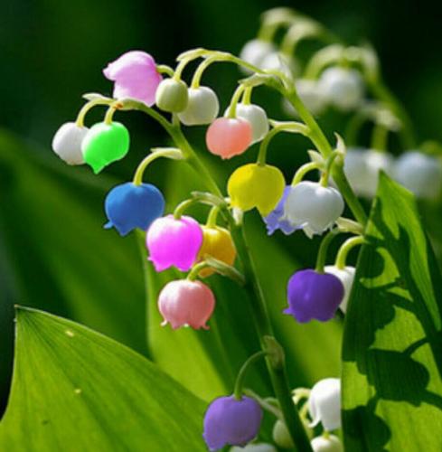 手捧铃兰,你就是世上最美的新娘