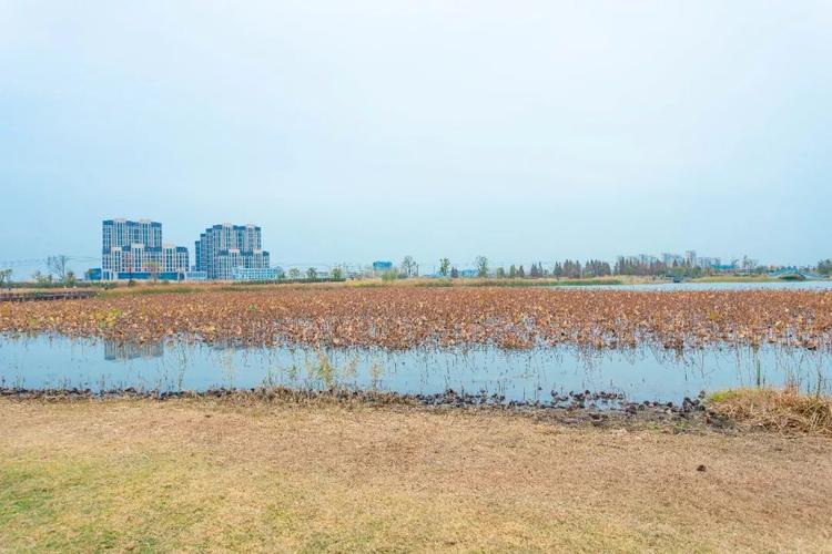 小编实探三山区龙窝湖,官河小学,三山医养结合等项目