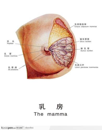 女性乳房人体解剖图