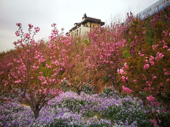 玉泉山森林公园赏樱花