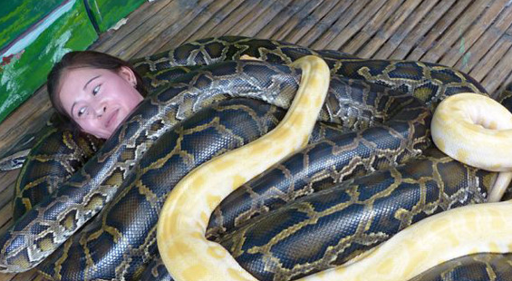 被蛇吞掉是什么感觉?科学家亲自做实验,心率飙升180,得出结论