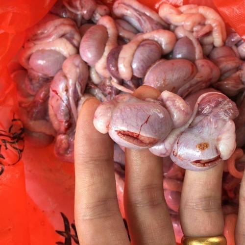 宝猪肾当天蛋蛋睾丸摘取无花天发