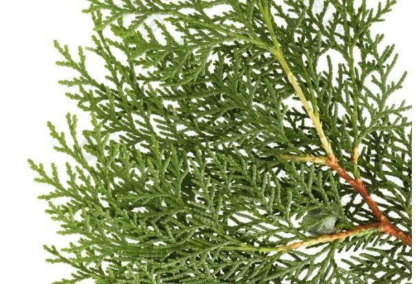 "晋代葛洪在《肘后方》记载,"生发方,取侧柏叶,阴干作末,和油涂之.