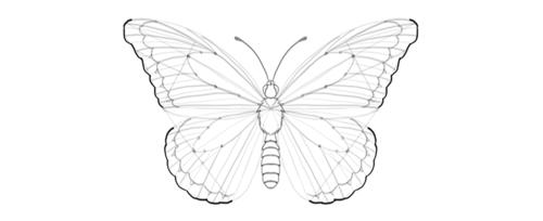 如何一步步画一只蝴蝶