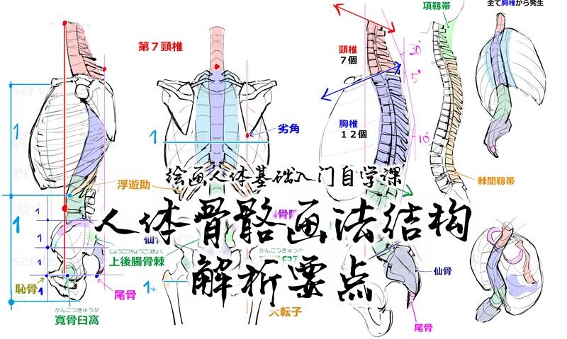 人体骨骼画法结构解析要点