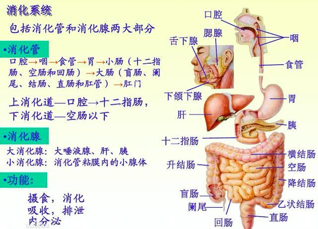 消化腺体唾液腺,有肝脏,胰脏和发布在消化道的小腺体组成.
