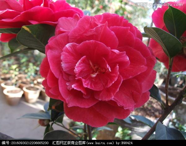 大理茶花之鹤顶红