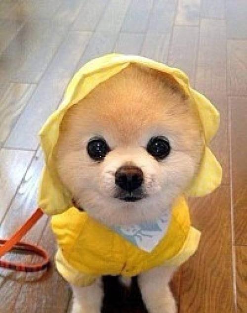 最聪明的6种小型犬!主人的贴心小棉袄!