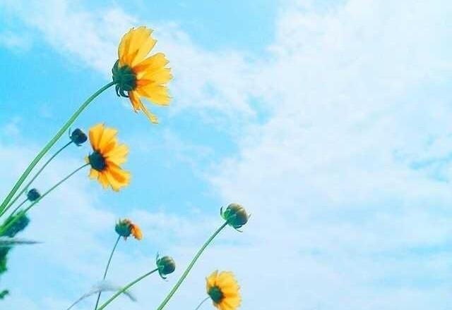 阳光正能量的励志文案积极向上激励人心