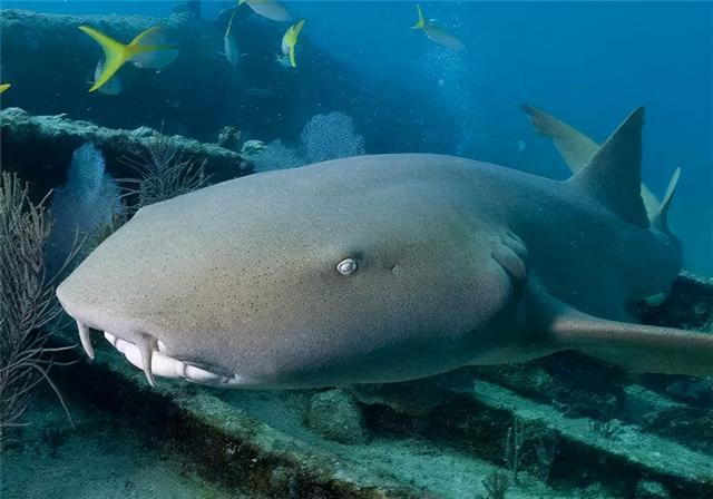 护士鲨,又名铰口鲨(学名:ginglymostoma cirratum),是一种习惯在夜间