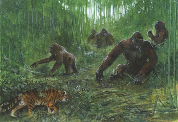 步氏巨猿(gigantopithecus blacki)复原图