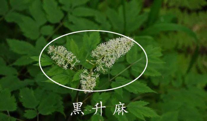 黑升麻(black cohosh)