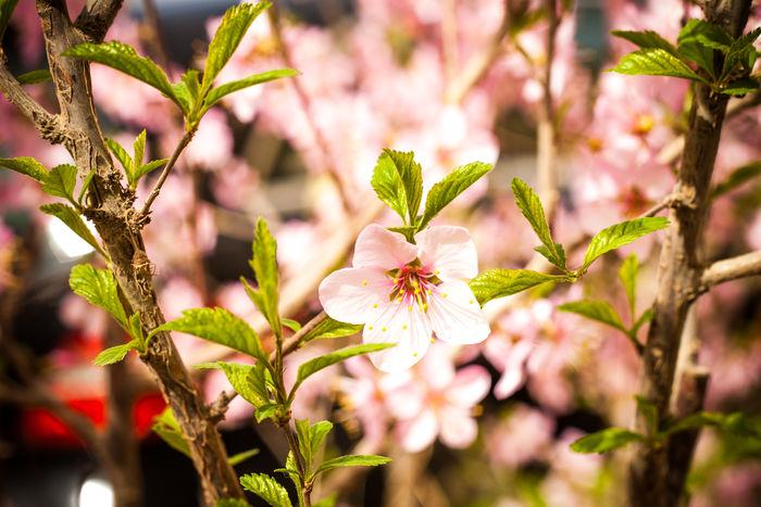 樱桃花