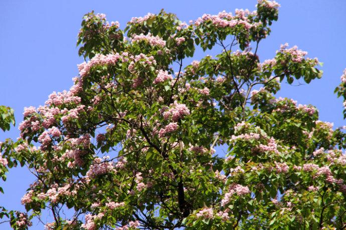 梓木开花了(图,文)