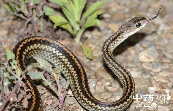 乌梢蛇的功效与作用 乌梢蛇的用法用量和使用禁忌-中药360