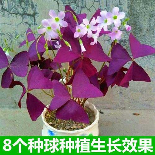 紫叶酢浆草种球紫色醡浆草种子多年生庭院花卉植物阳台盆栽易种活