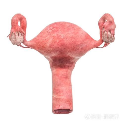 真实的女性子宫3d渲染分离白色背景