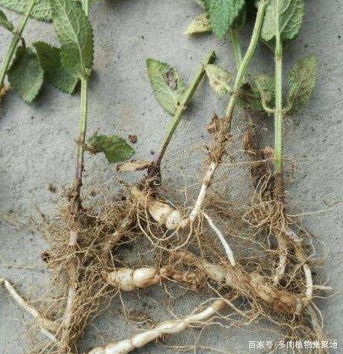 儿时不敢去挖"1种草",根茎像"白虫子",人称"地蚕",珍贵