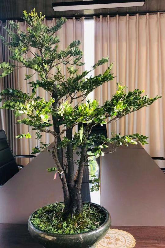 紫檀盆景(黑骨香) 10盆