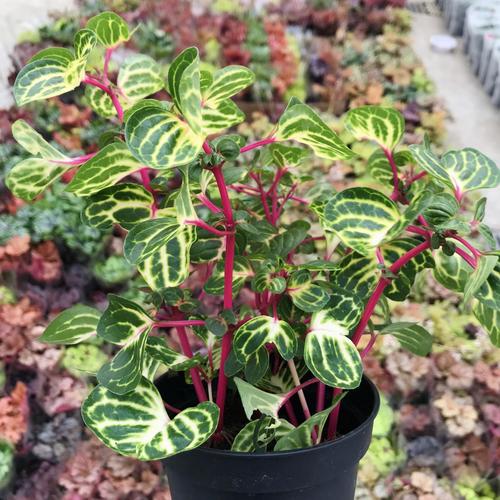 钱多多多多盆栽冰雪奇缘绿植室内桌面植物甲醛绿植