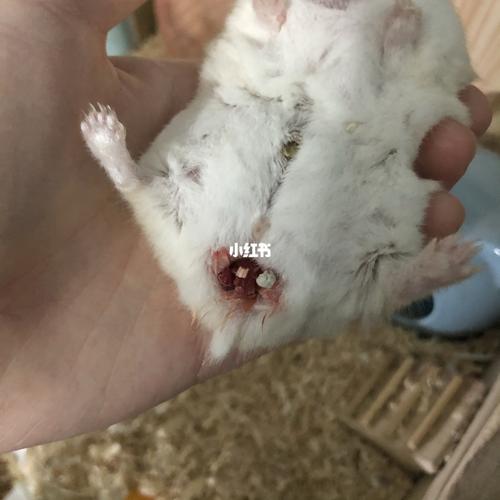 急,有没有姐妹知道仓鼠这是怎么了_仓鼠_宠物_宠物其他